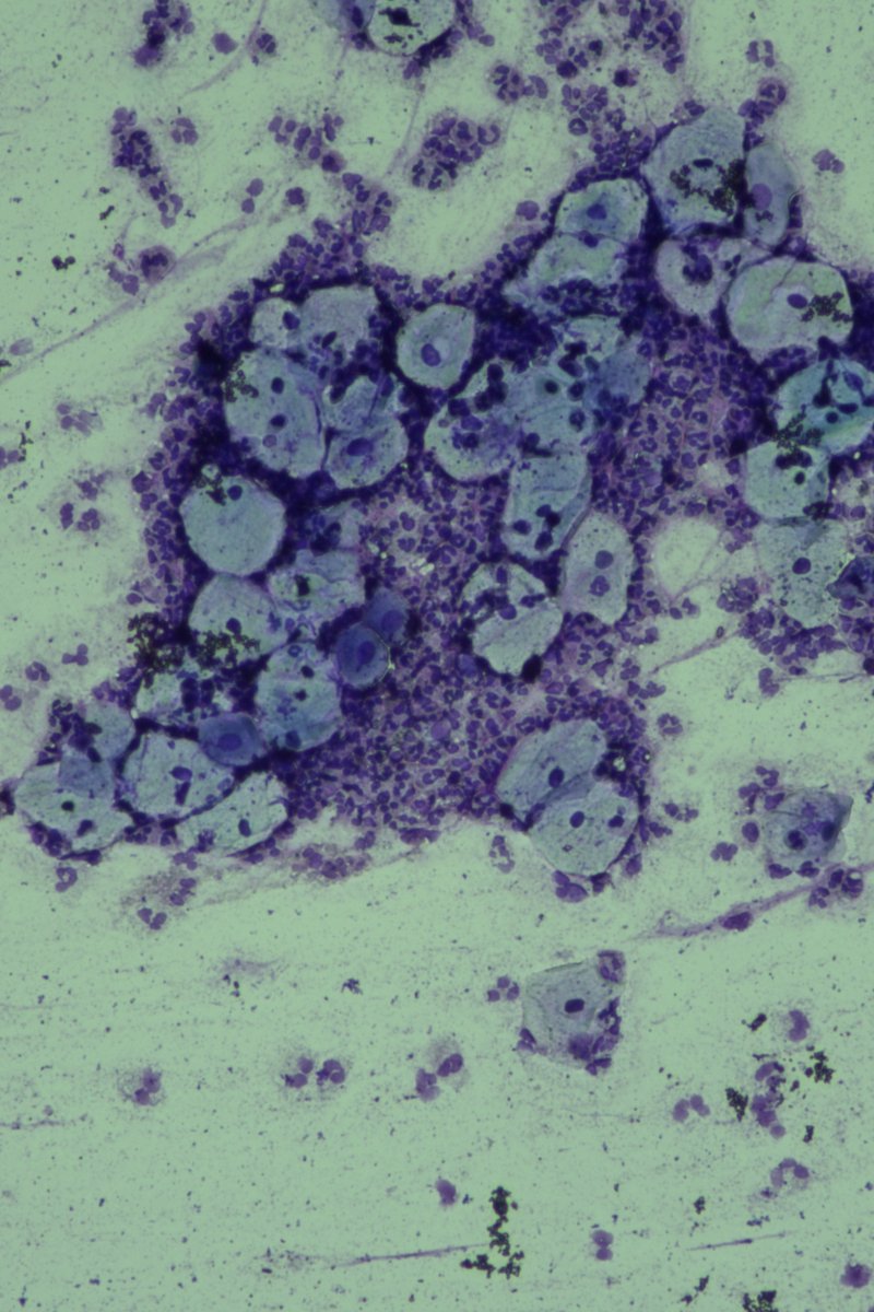 Vin de masa | Domeniile Vinarte